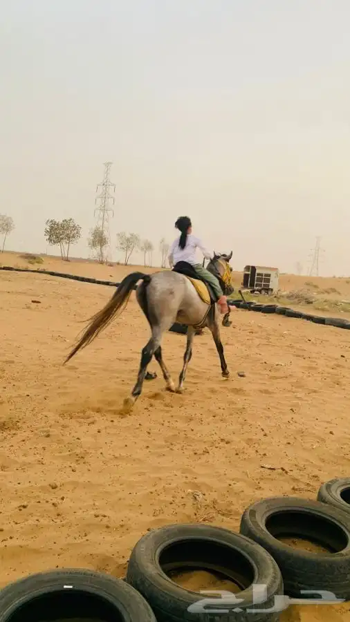 مربط نوادر الخيل QB (صامطه) 15