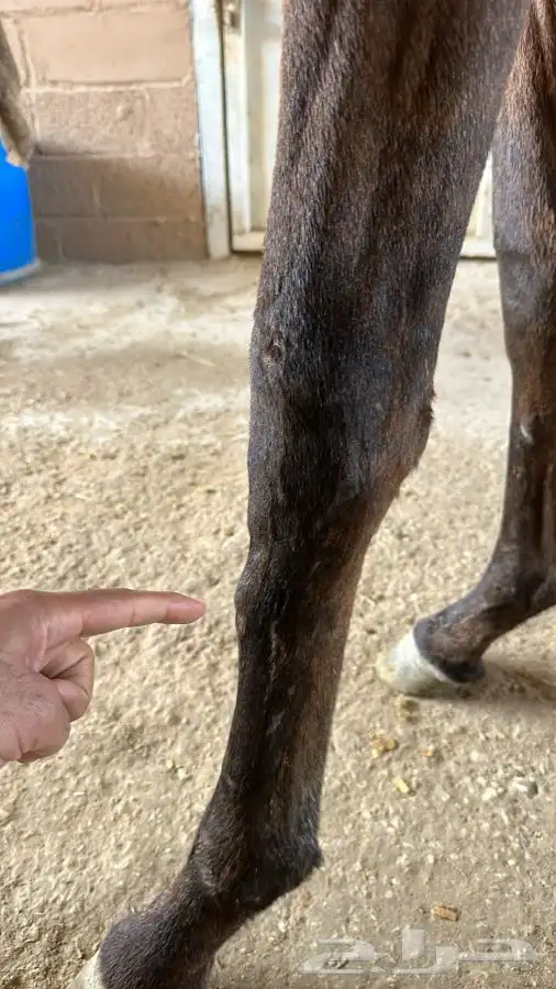 خدمه فحص الخيل قبل الشراء في مدينة الرياض وضواحيها 3