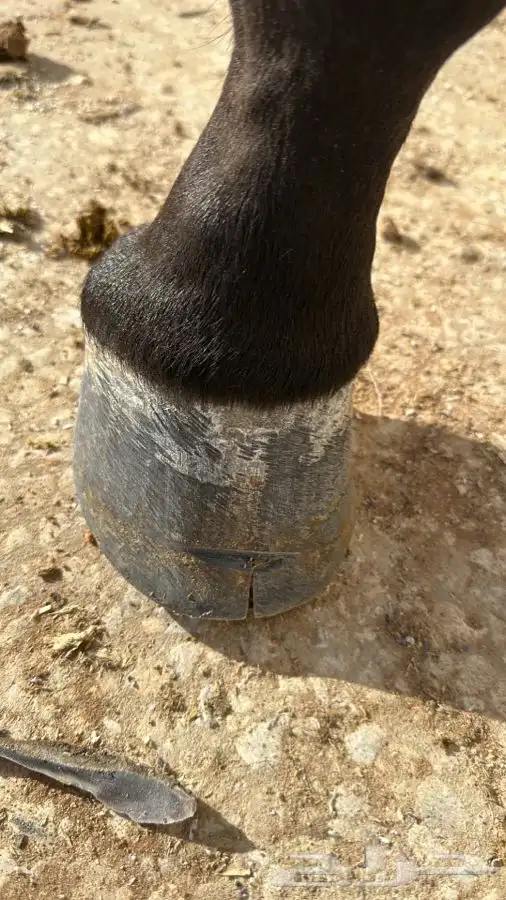 خدمه فحص الخيل قبل الشراء في مدينة الرياض وضواحيها 2