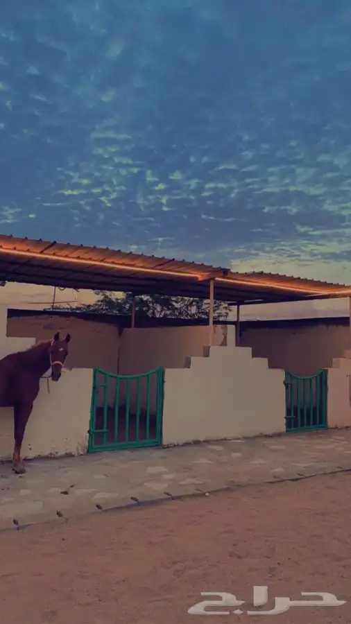 اسطبل عز الوادي. 1