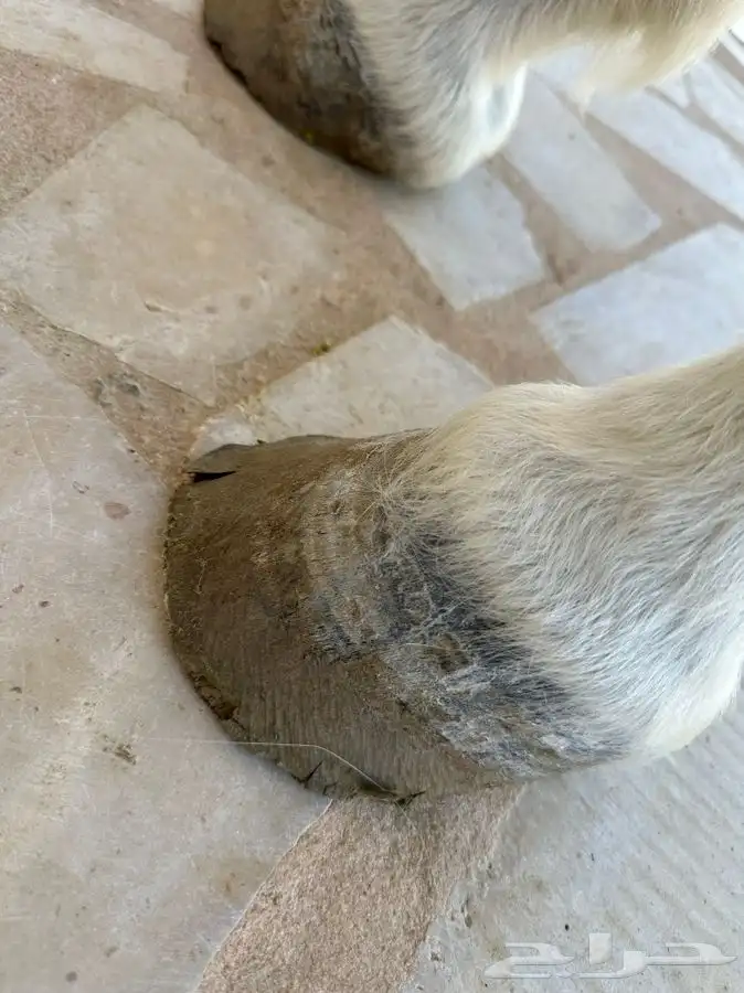 خدمه فحص الخيل قبل الشراء في مدينة الرياض وضواحيها 0