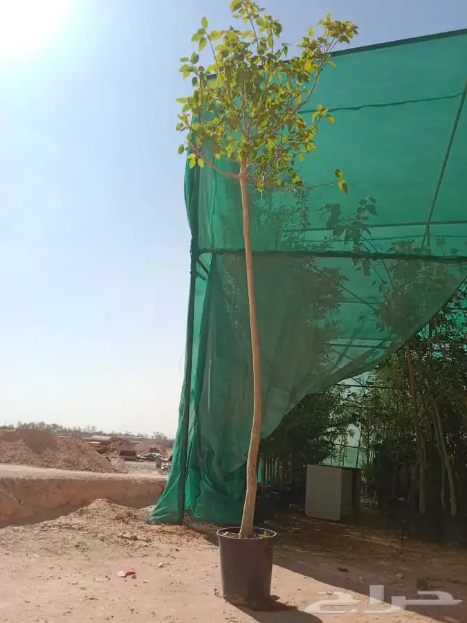 شجرة الفيكس الامريكي 0
