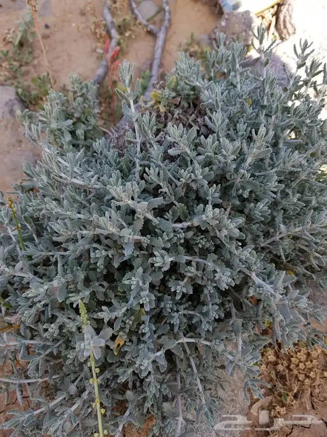 بذور الجعد البري للبيع 6
