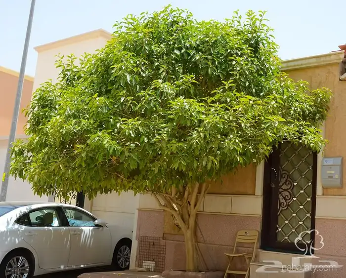 شجرة الفيكس الامريكي 1