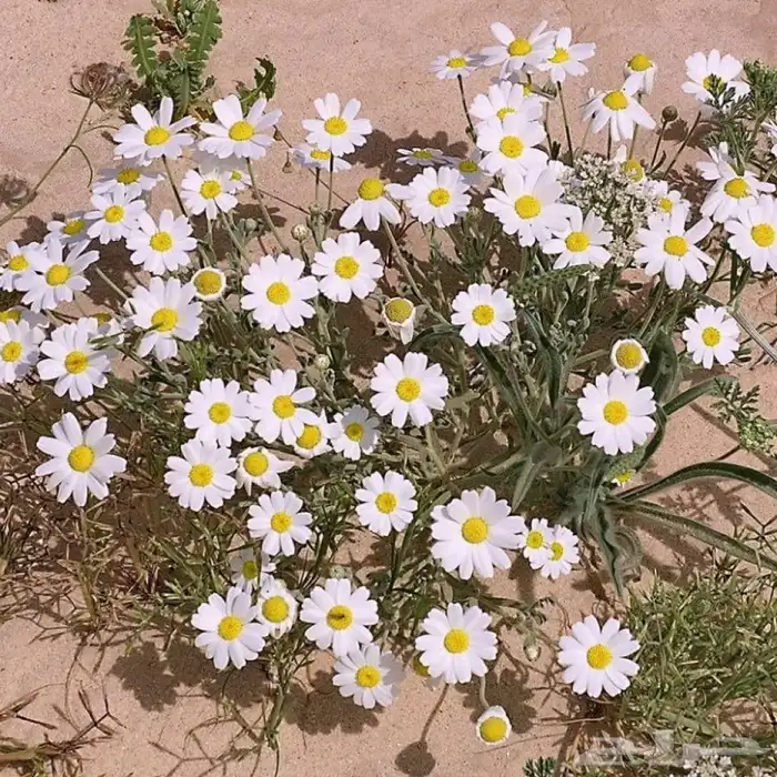 بذور قحويان البري للبيع 5