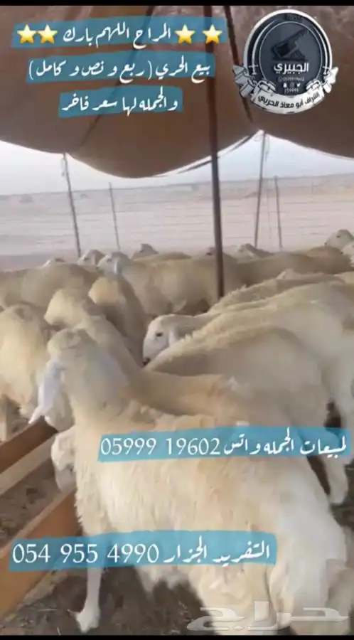 حريات ثلاجة ومناسبات 1