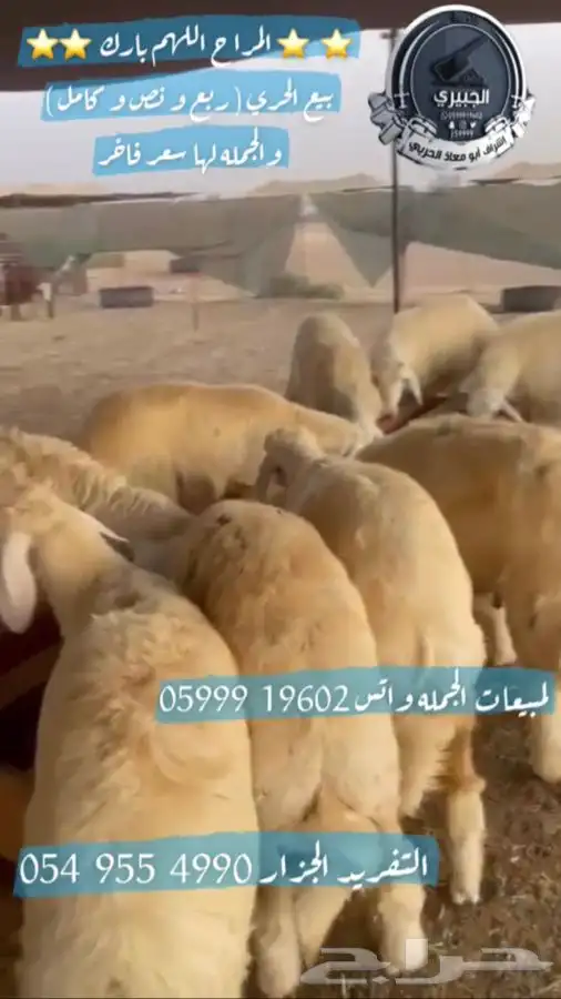 حريات ثلاجة ومناسبات 4