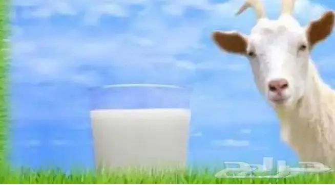 حليب ماعز لبن سمن جبن زبده بيض بلدي 0
