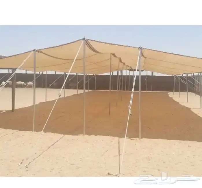 مضلة حلال - مضلي ابل تضليل _ ضلال 5