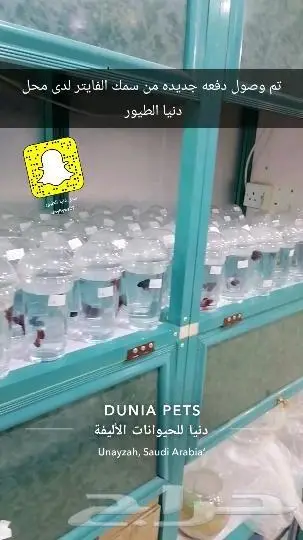 سمك فايتر أسماك الفايتر 1