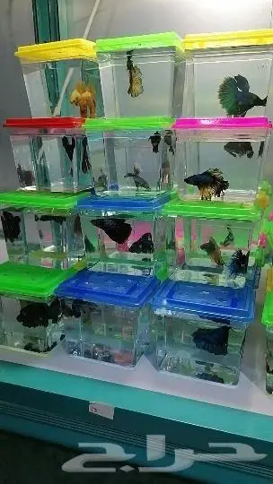 سمك فايتر أسماك الفايتر 2