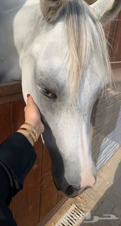 تعليم ركوب الخيل 8