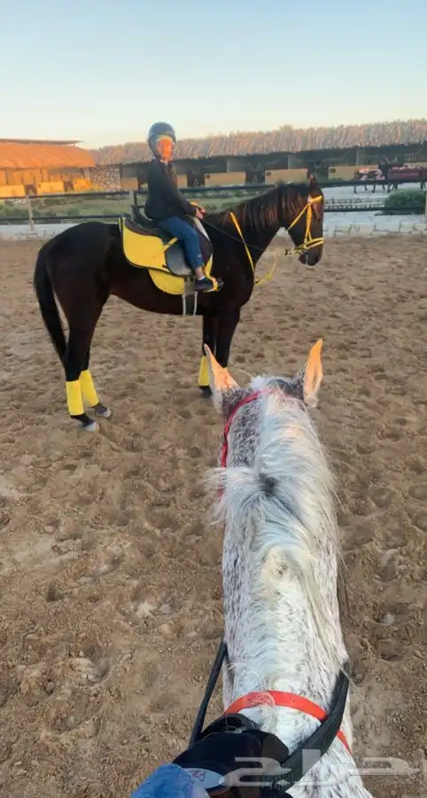 تعليم ركوب الخيل 3