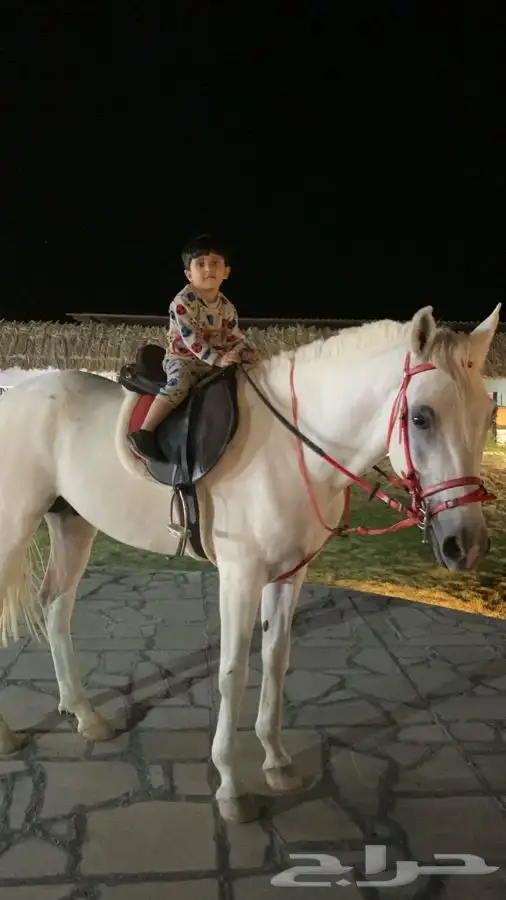 تعليم ركوب الخيل 12