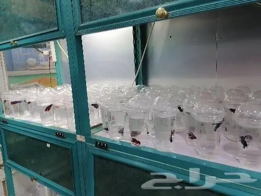 سمك فايتر أسماك الفايتر 0