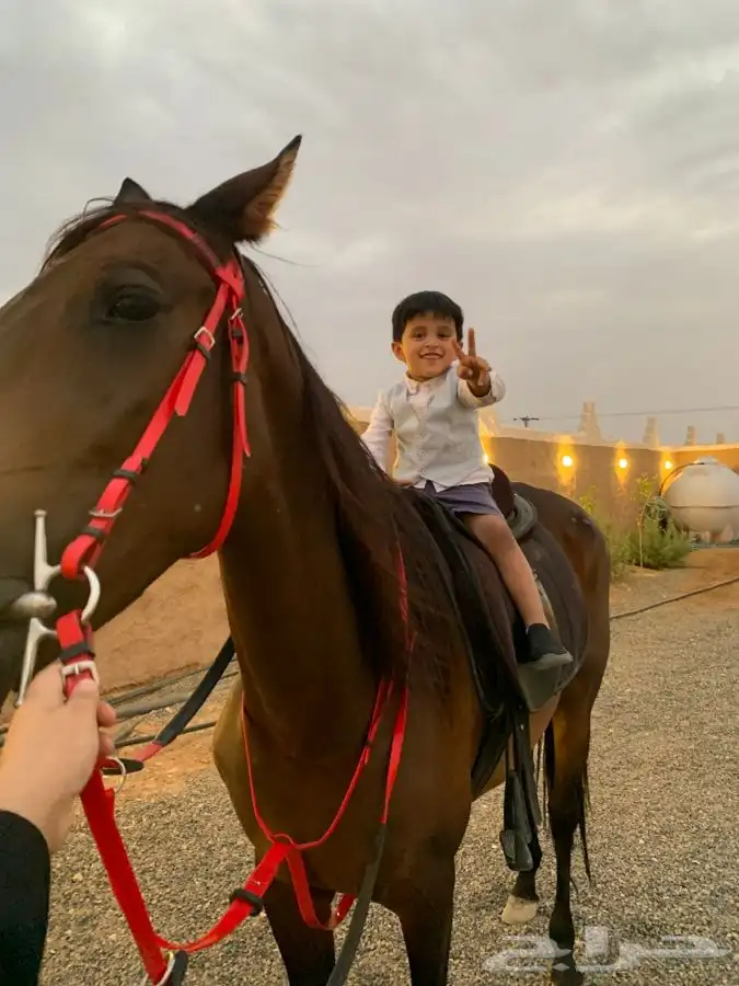 تعليم ركوب الخيل 7