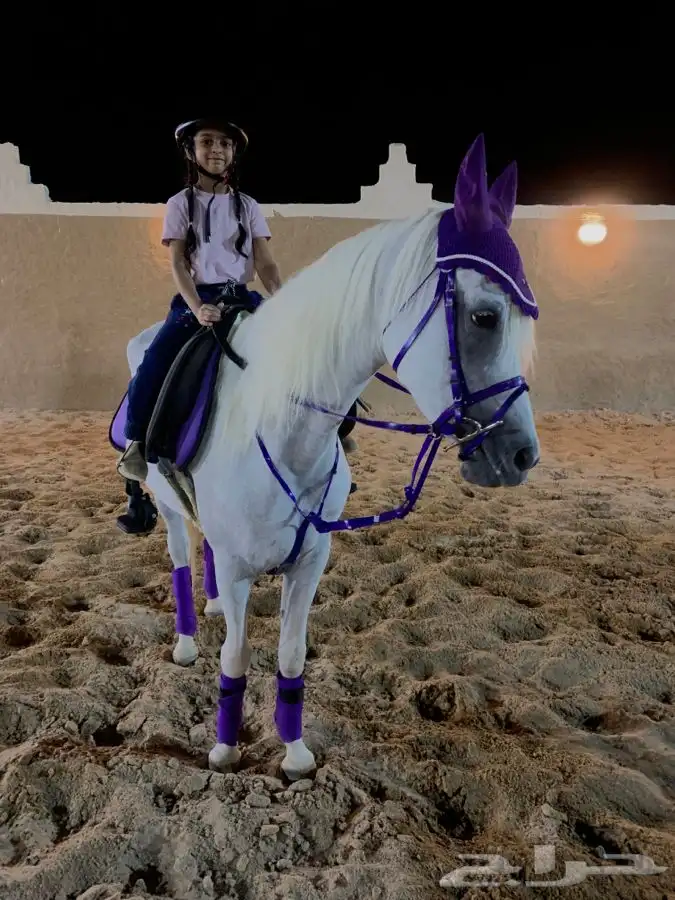 تعليم ركوب الخيل 5
