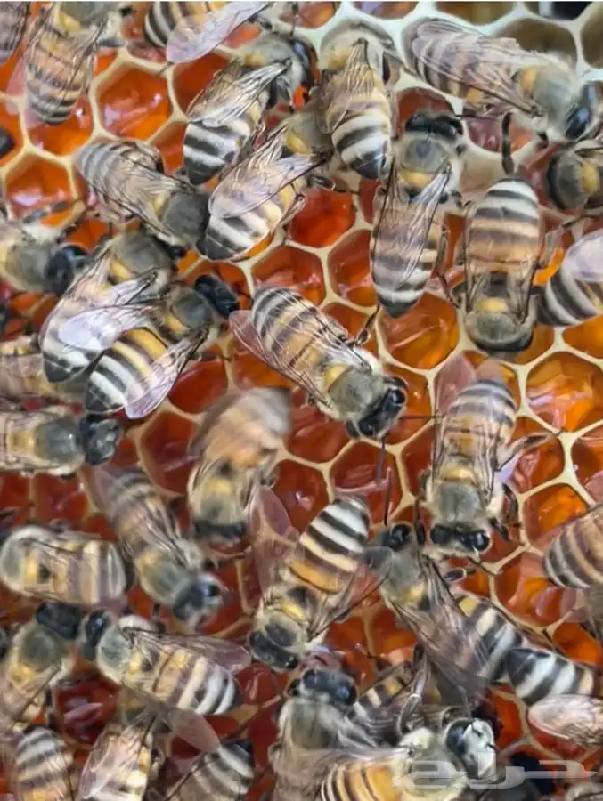 عسل طلح تبوك البري (عرض خاص ) 3