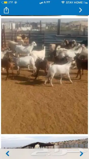 اطيب الذبائح حري ونعيمي مسلخ 4