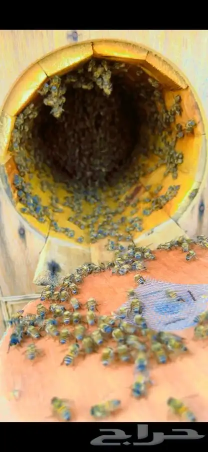 عسل جبلي صافي من التغذيه من منحلي شخصي ا 11