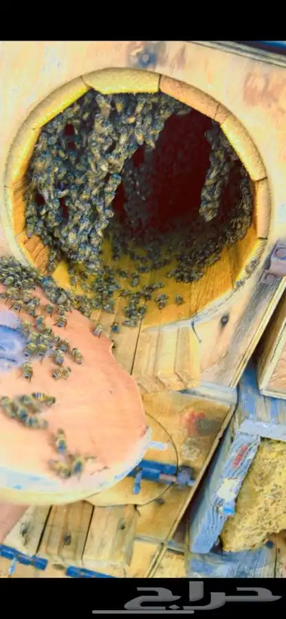 عسل جبلي صافي من التغذيه من منحلي شخصي ا 3