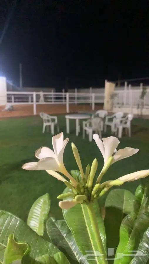 مربط خيول في منتجع بسعر رمزي 6