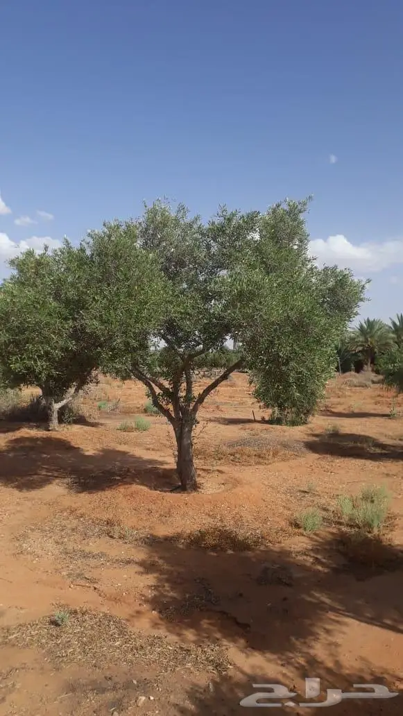 اشجار زيتون للبيع معمر وغير معمر 0