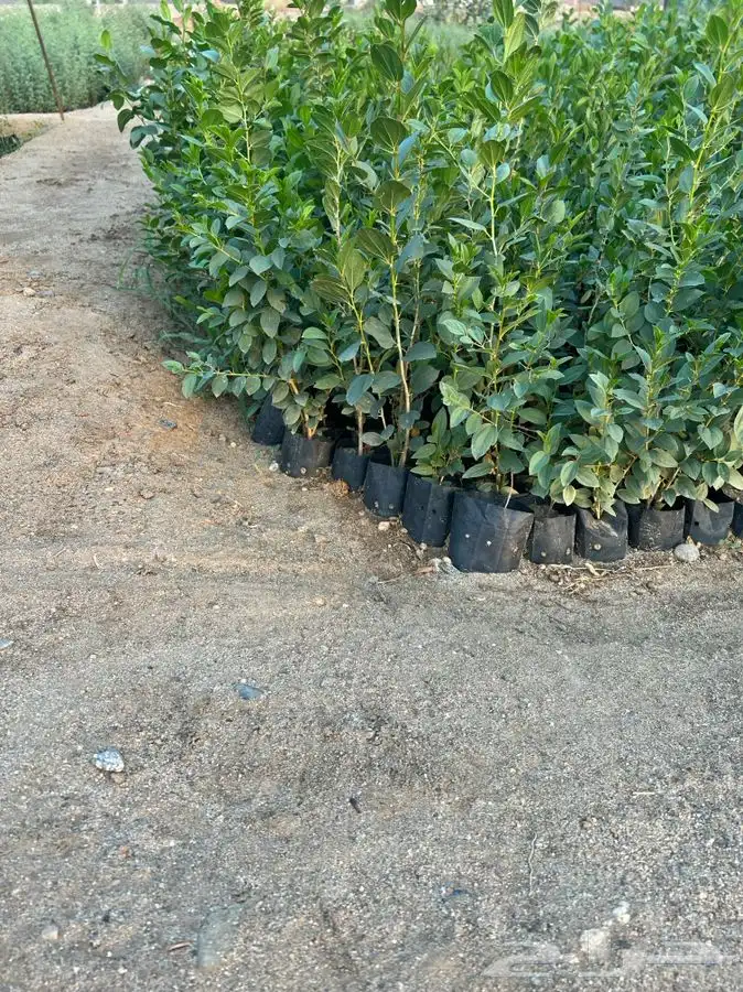 شتلات سمر -قرض -سدر -طلح 5