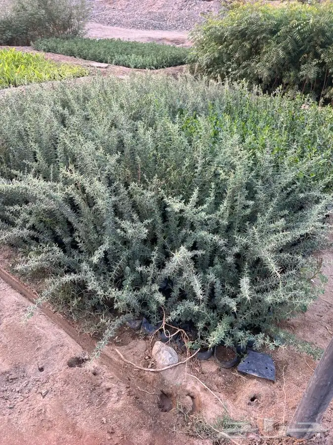 شتلات سمر -قرض -سدر -طلح 3