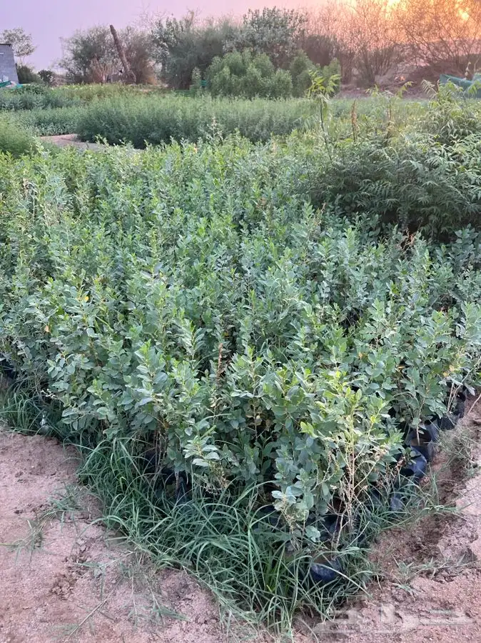 شتلات سمر -قرض -سدر -طلح 2