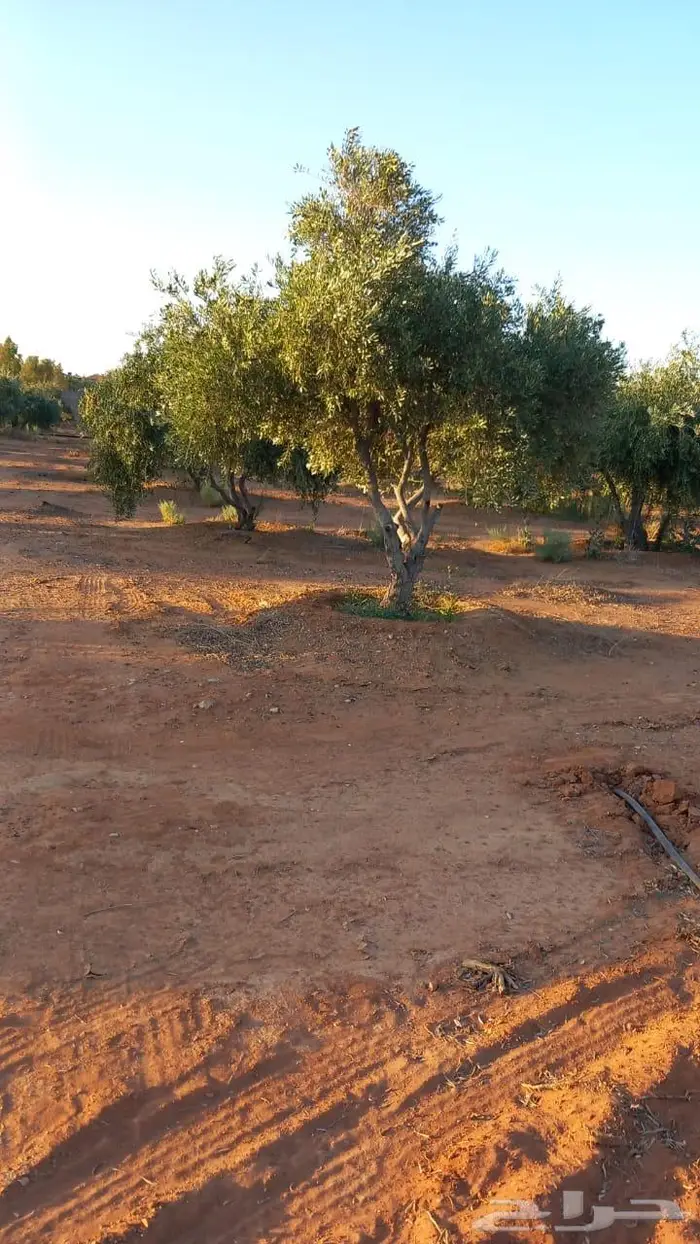 اشجار زيتون للبيع معمر وغير معمر 1