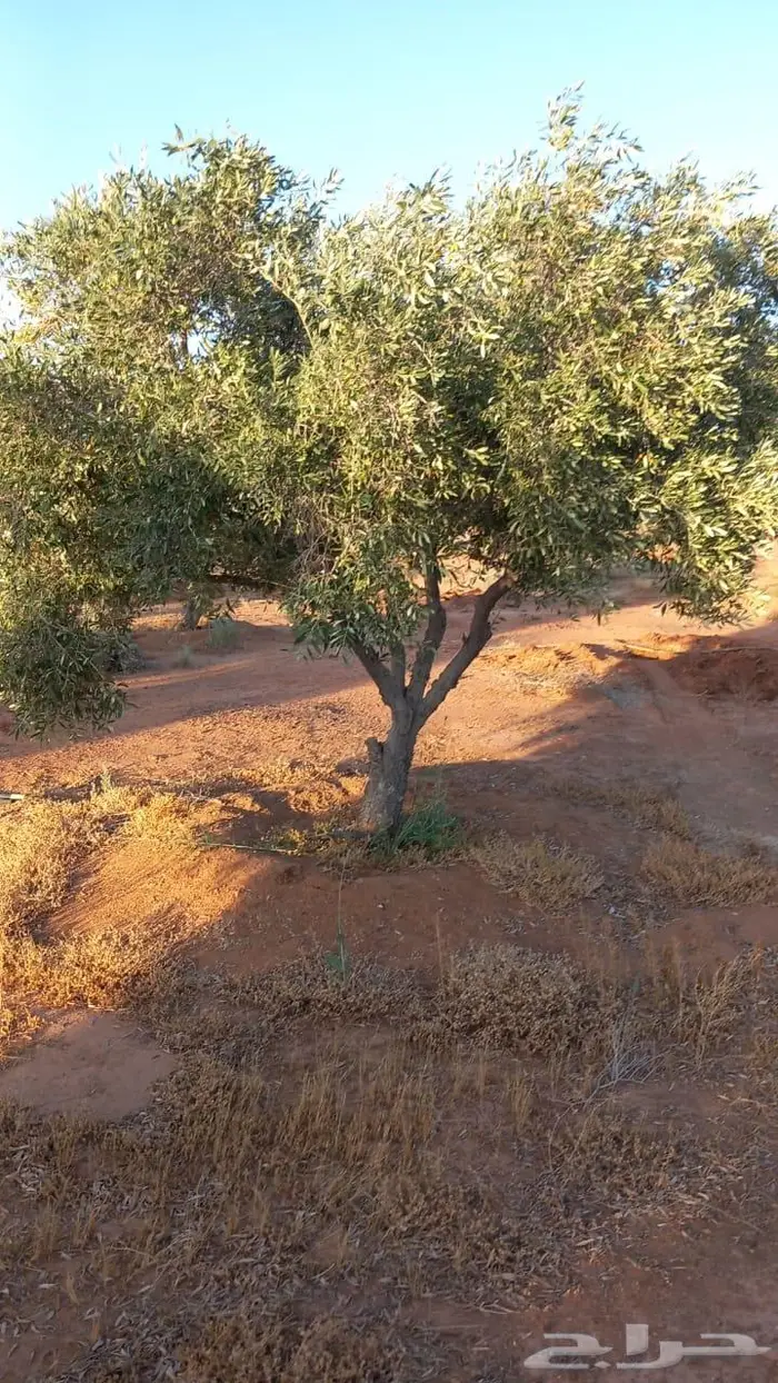 اشجار زيتون للبيع معمر وغير معمر 10
