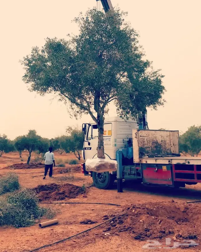 اشجار زيتون للبيع معمر وغير معمر 3
