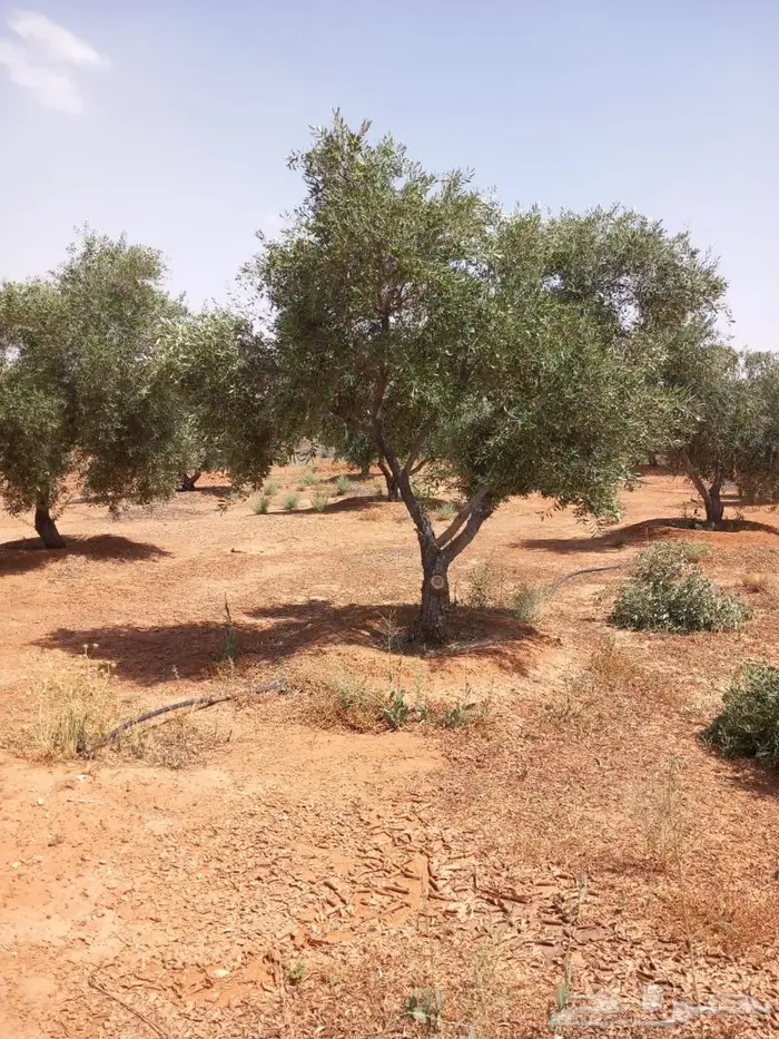 اشجار زيتون للبيع معمر وغير معمر 12