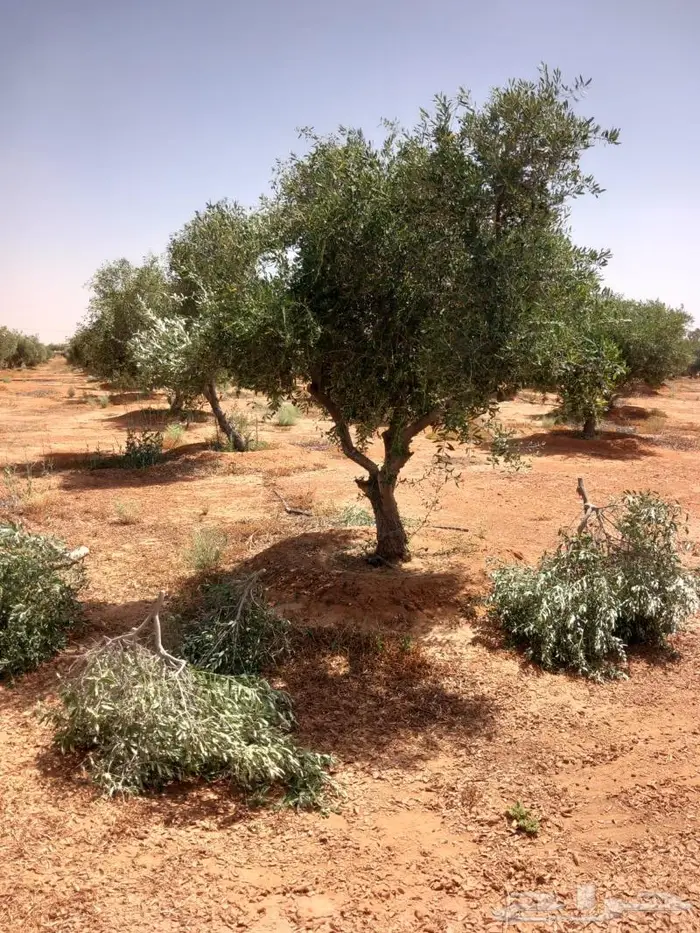 اشجار زيتون للبيع معمر وغير معمر 14
