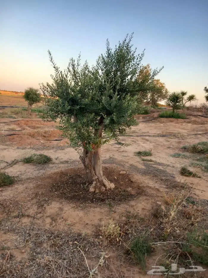 اشجار زيتون للبيع معمر وغير معمر 2