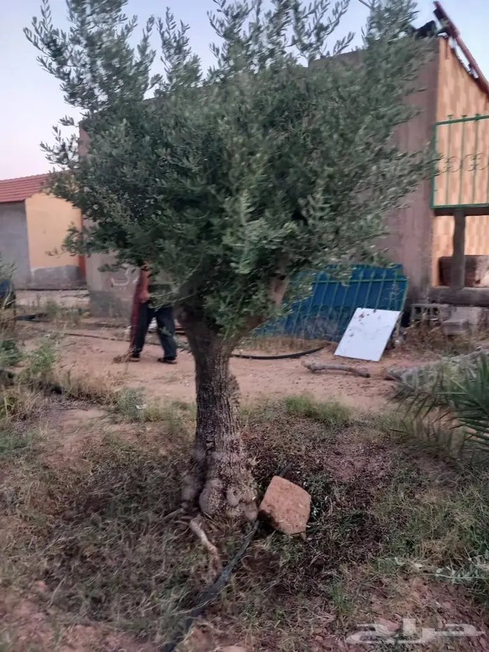 اشجار زيتون للبيع معمر وغير معمر 5