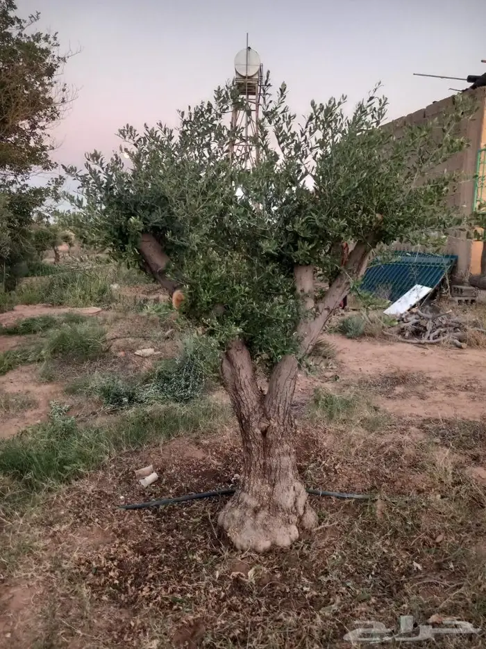اشجار زيتون للبيع معمر وغير معمر 6