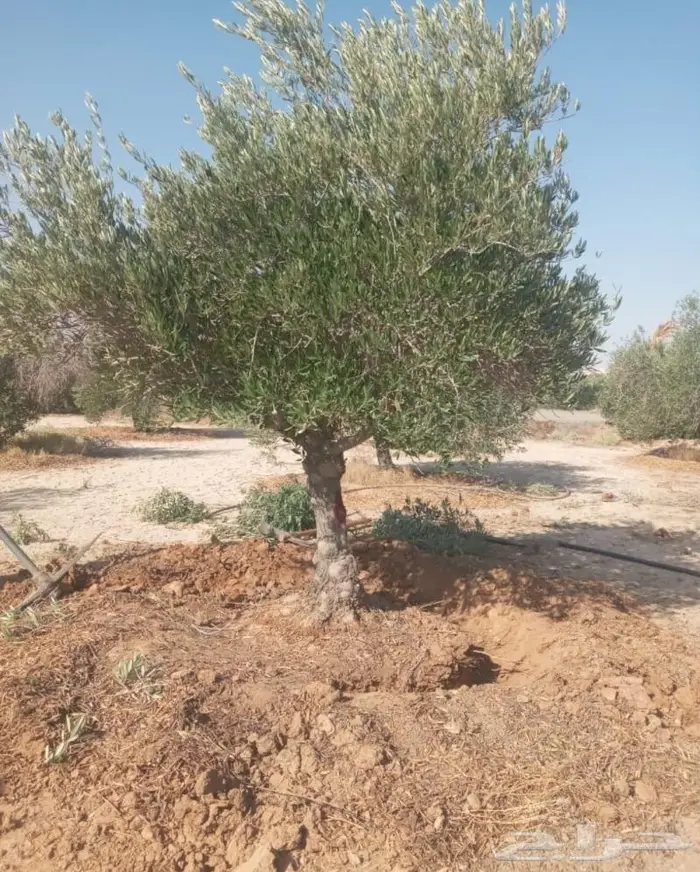 اشجار زيتون للبيع معمر وغير معمر 8