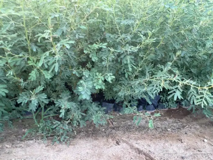 شتلات سمر -قرض -سدر -طلح 4