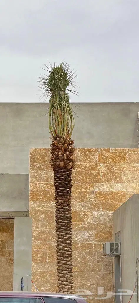 نخل عربي واشنطونيا زيتون 0
