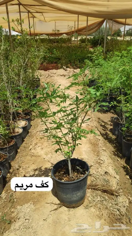عروض الشتلات الزراعية 9
