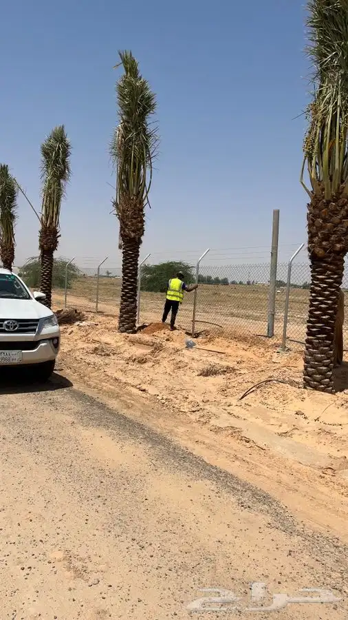 نخل  . زيتون   فسايل   واشنطونيا 5