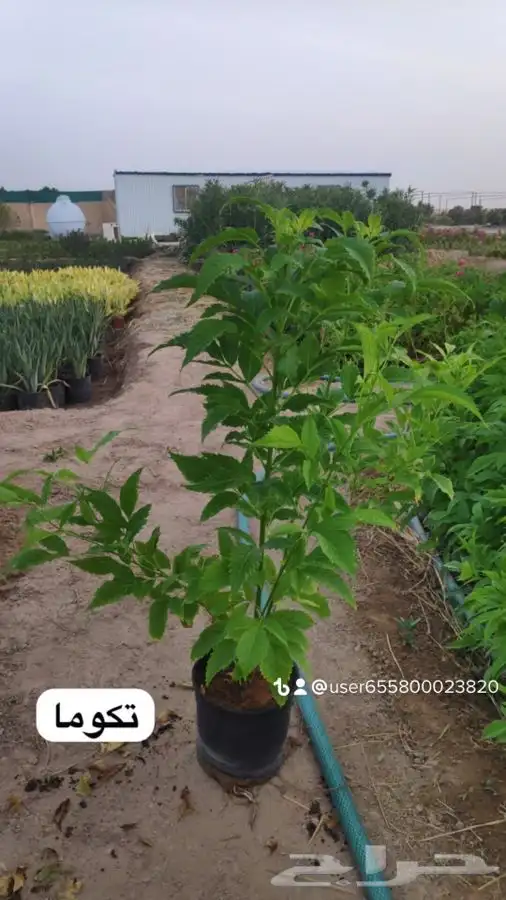 عروض الشتلات الزراعية 7