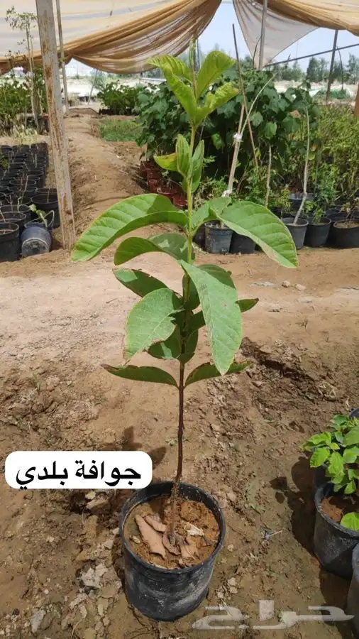 عروض الشتلات الزراعية 10