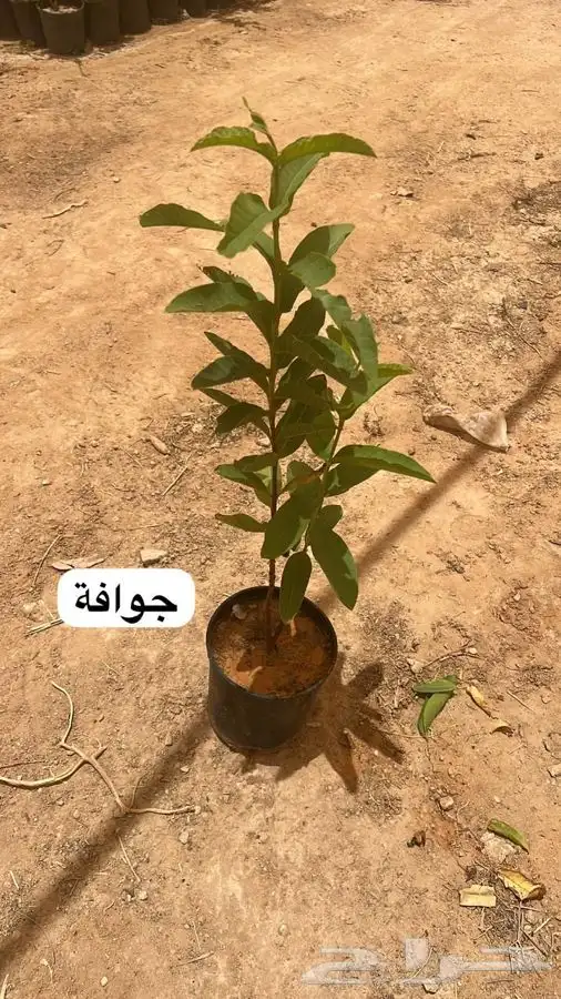 عروض الشتلات الزراعية 16