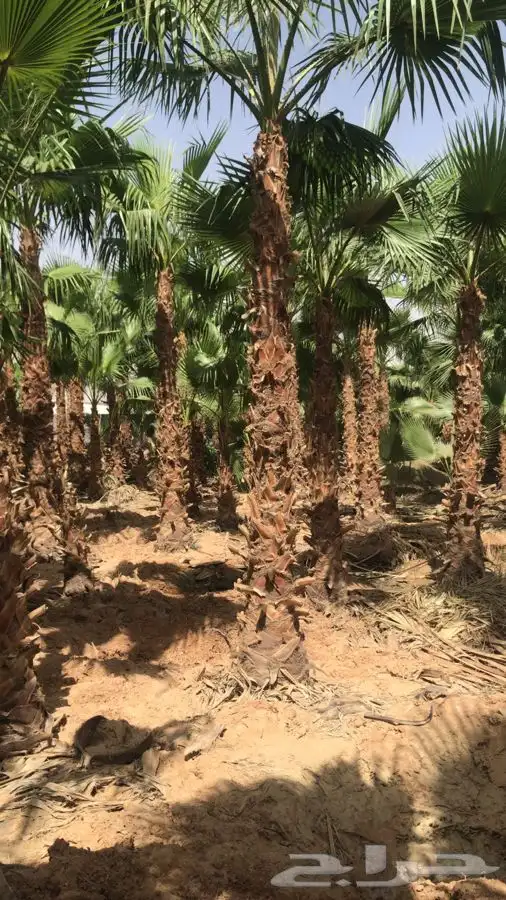نخل  . زيتون   فسايل   واشنطونيا 12
