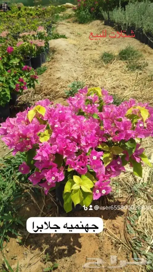 عروض الشتلات الزراعية 8