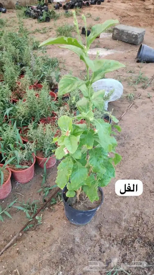 عروض الشتلات الزراعية 15