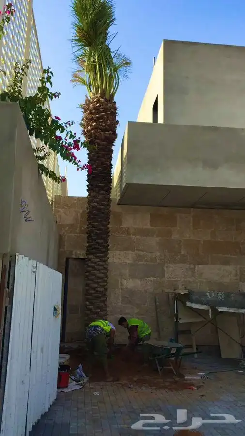 نخل  . زيتون   فسايل   واشنطونيا 23